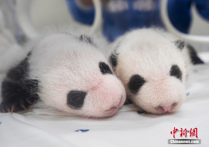 當(dāng)?shù)貢r(shí)間8月7日，韓國(guó)三星愛(ài)寶樂(lè)園公布雌性雙胞胎大熊貓幼崽(左為姐姐，右為妹妹)于6日拍攝的滿(mǎn)月照。愛(ài)寶樂(lè)園 供圖
