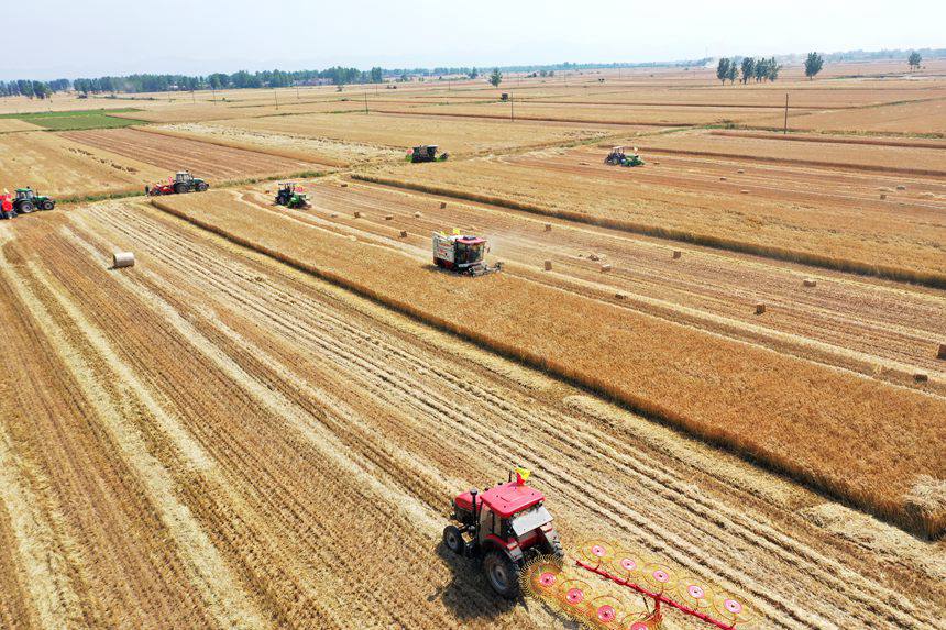 收割現(xiàn)場。吳波攝