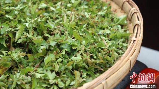 圖為班瑪藏雪茶?！O睿 攝