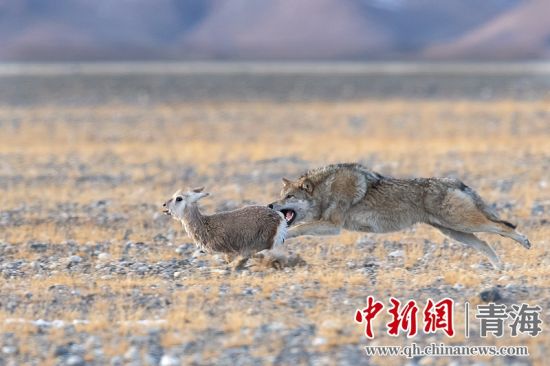 圖為獲獎作品。同海元供圖