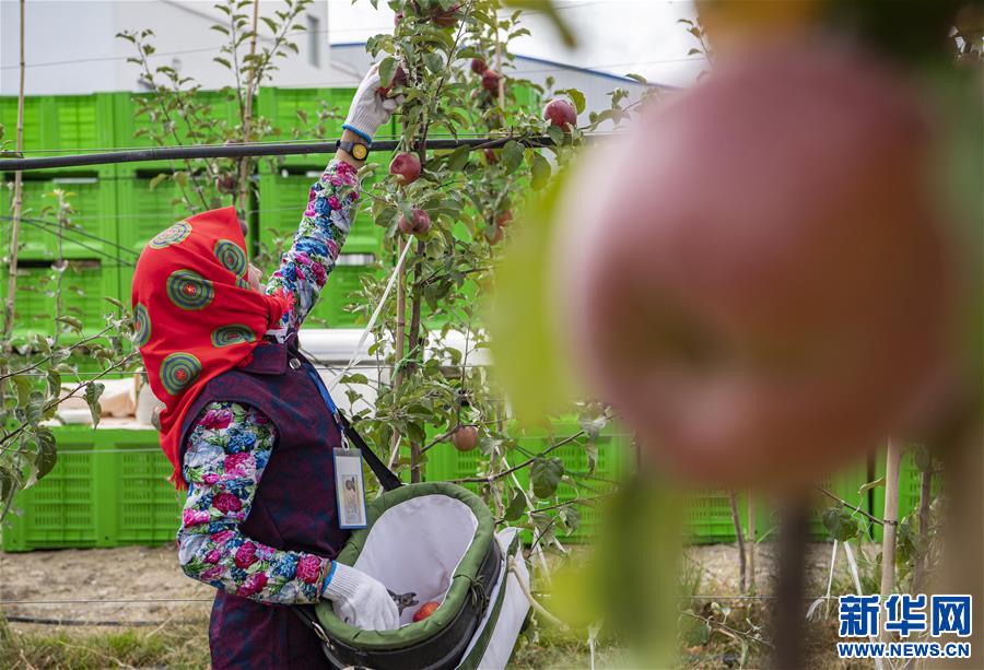(社會(huì))(5)西藏山南:生態(tài)搬遷點(diǎn)迎來蘋果豐收