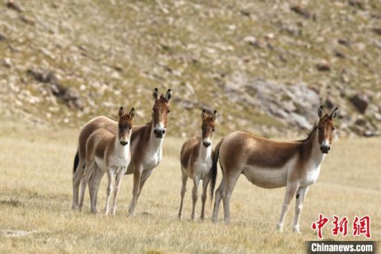 圖為三江源國家公園資料圖。三江源國家公園管理局供圖 　　