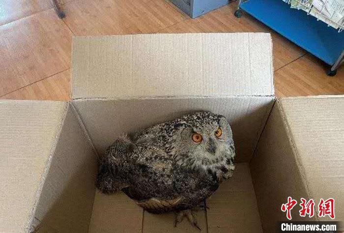 圖為青海省西寧市大通縣公安局森林警察大隊民警救助的國家二級保護野生動物——雕鸮?！∏嗪Ｊ」矎d森林警察總隊供圖 攝