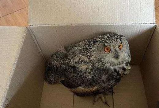 圖為青海省西寧市大通縣公安局森林警察大隊(duì)民警救助的國(guó)家二級(jí)保護(hù)野生動(dòng)物——雕鸮。　青海省公安廳森林警察總隊(duì)供圖 攝