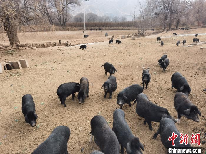 圖為藏香豬?！∑钤鲚?攝