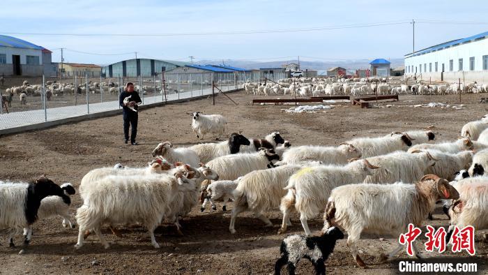 圖為馬金山查看羊羔長(zhǎng)勢(shì)?！±铍h 攝