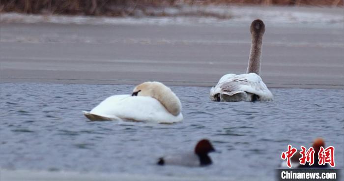 圖為疣鼻天鵝水面休憩。　青海國家公園觀鳥協(xié)會供圖 攝