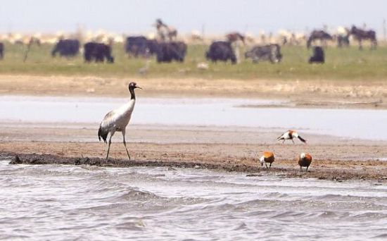  仙女灣一只黑頸鶴正在湖邊覓食。攝影：海東