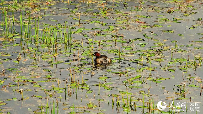納帕海濕地內(nèi)遷徙停留的鳥。呂昊辰攝