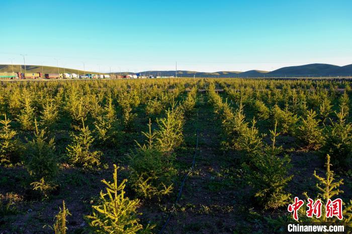 圖為科技團隊在海拔4500米的西藏那曲種出“小森林”，其中超過7成成功越過5個冬天?！〗w波 攝