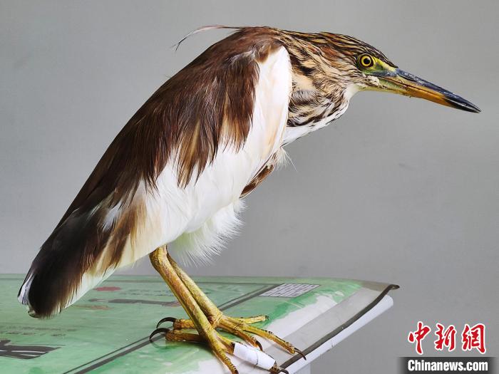 圖為被救助的國家一級重點保護動物池鷺?！×鴿商?攝