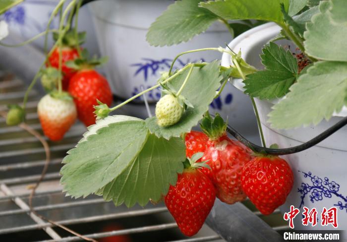 青?；ブ捍蛟烊珖?guó)最大高原草莓種苗繁育中心