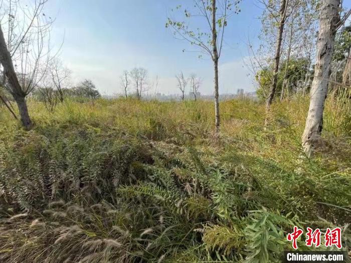 發(fā)現(xiàn)的加拿大一枝黃花?！畈?攝