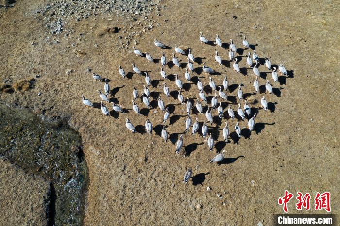 圖為拉薩市林周縣境內(nèi)越冬的候鳥?！∝暩聛硭?攝