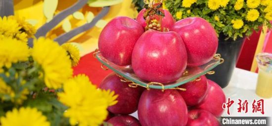 2021年10月15日，中國(guó)蘋果首屆產(chǎn)銷峰會(huì)暨甘肅平?jīng)龉焚Q(mào)易大會(huì)在平?jīng)鍪徐o寧縣開幕。(資料圖) 魏建軍 攝