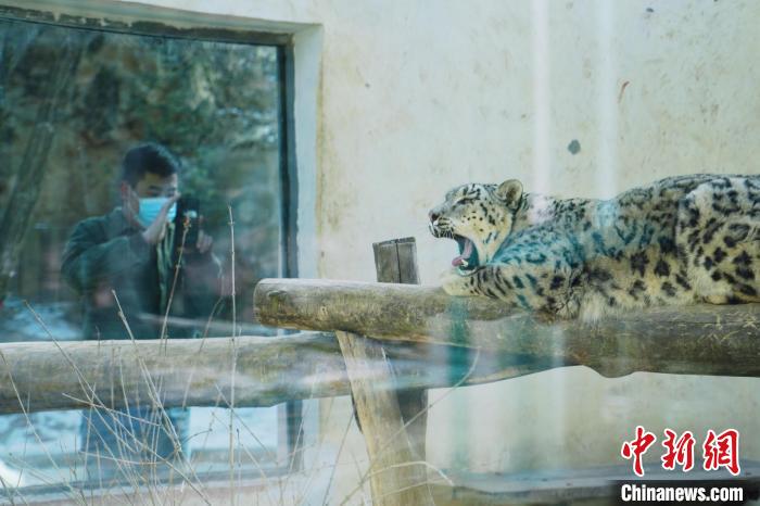 圖為雪豹“奶爸”史壽軍正在直播?！●R銘言 攝