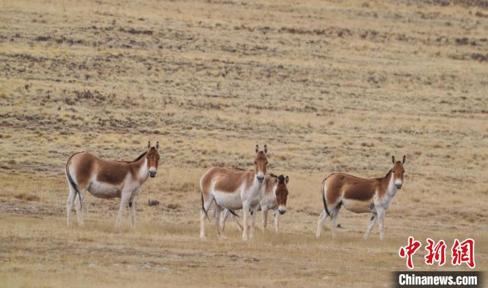 圖為草地上的西藏野驢。　安維斌 攝