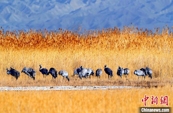 圖為可魯克湖野生水鳥覓食。　德令哈市委宣傳部供圖
