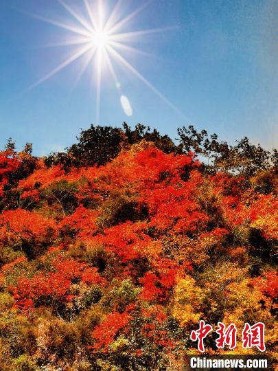 萬源市紅葉似火?！≈炱桨?攝