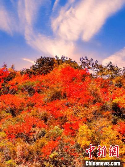 萬源深秋紅葉似火?！≈炱桨?　攝