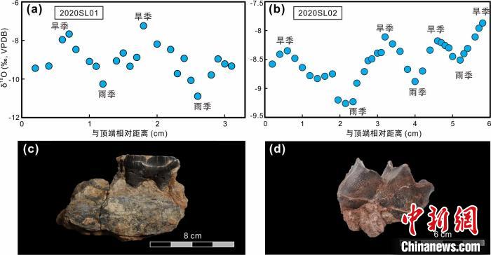 本次研究中的犀牛牙齒化石及氧同位素特征?！≈锌圃呵嗖馗咴?供圖