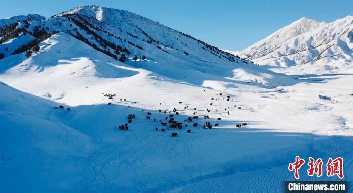 圖為牦牛群在雪地里覓食?！《继m縣融媒體中心供圖