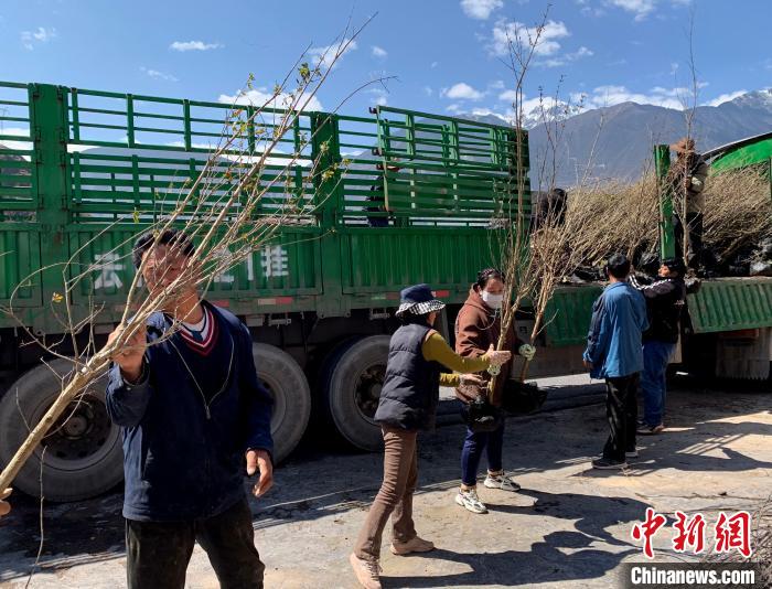 民眾搬運(yùn)苗木?！〔际忻⒖悼h委宣傳部供圖