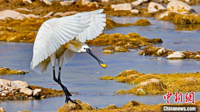 圖為白琵鷺?！?yán)桉 攝