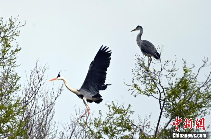 蒼鷺在覓食嬉戲。　安源 攝