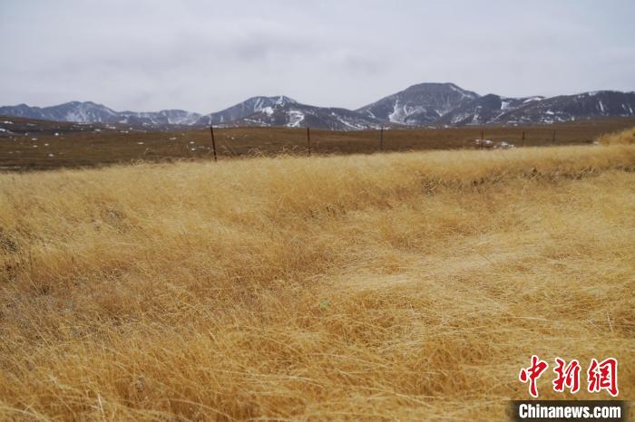 圖為青海省海西蒙古族藏族自治州天峻縣木里礦區(qū)草木茂盛?！●R銘言 攝