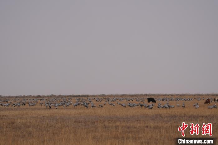 圖為草原上棲息的灰鶴。　先宮 攝