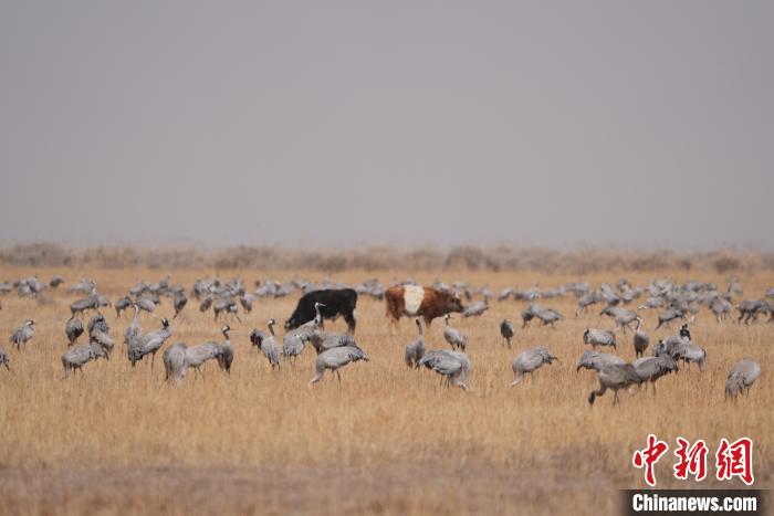 圖為草原上棲息的灰鶴。　先宮 攝