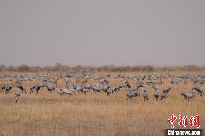 圖為密集分布的灰鶴。　先宮 攝
