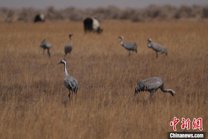 圖為灰鶴。　先宮 攝