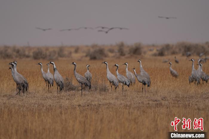 圖為灰鶴。　先宮 攝