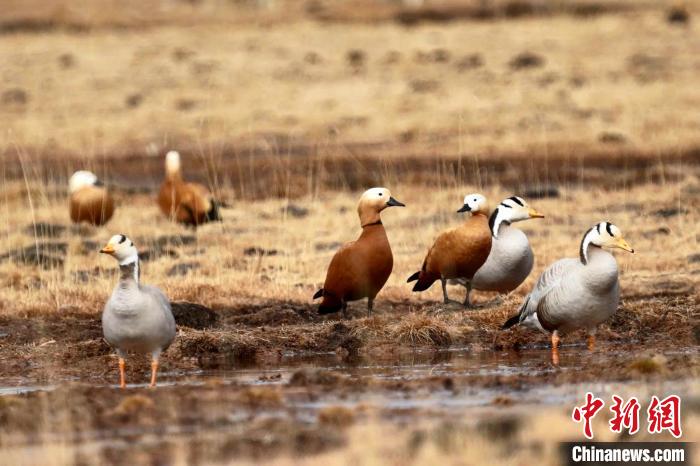 圖為斑頭雁和赤麻鴨?！“?攝