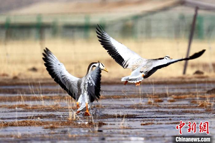 圖為斑頭雁嬉戲飛翔?！“?攝
