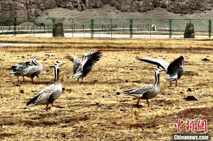 圖為斑頭雁。　包雷 攝
