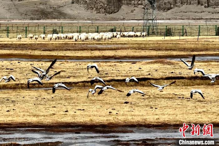 圖為斑頭雁在羊群邊飛翔?！“?攝