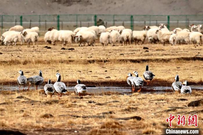 圖為羊群邊的成群斑頭雁?！“?攝