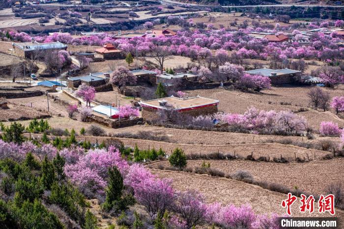 道孚麻灣村房前屋后的杏花繞村怒放。　何行銘 攝