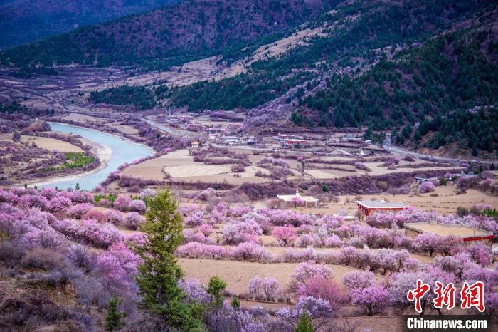 道孚縣麻灣村上千株盛開的杏花將鄉(xiāng)村裝點一新。　何行銘 攝