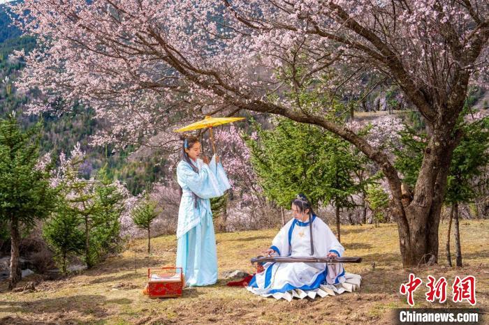 道孚杏花樹下的游客們?！√K銳 攝