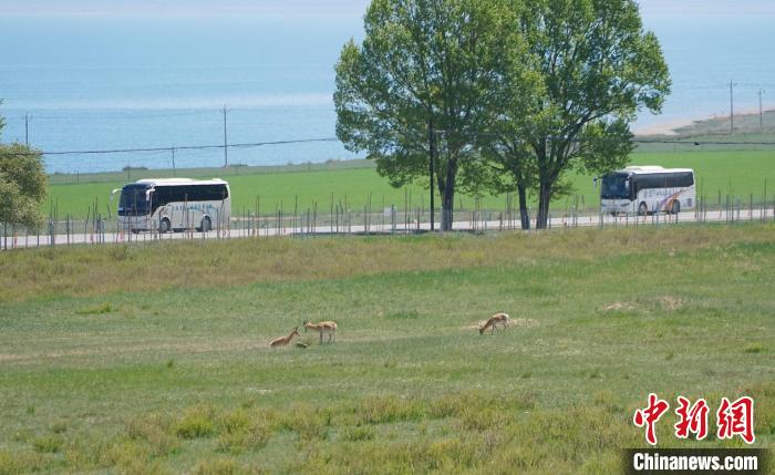 圖為成群普氏原羚在草場(chǎng)上愜意覓食，悠閑自在?！●R銘言 攝