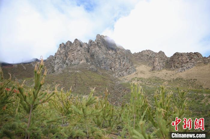 圖為拉薩南北山綠化工程拉薩曲水縣才納村5號(hào)片區(qū)?！∝暣_ 攝