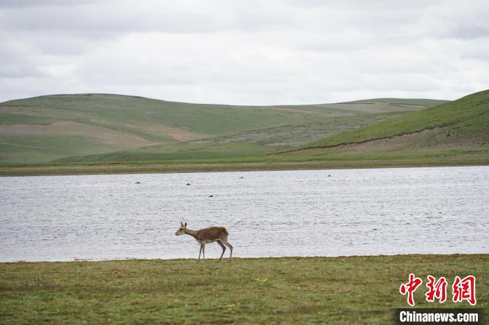 圖為藏原羚在扎陵湖岸畔悠閑漫步?！●R銘言 攝