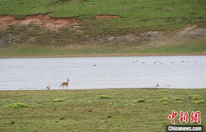 圖為藏原羚在扎陵湖岸畔悠閑漫步。　馬銘言 攝