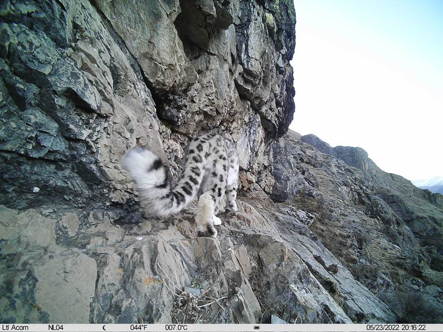 雪豹影像。山水自然保護(hù)中心供圖