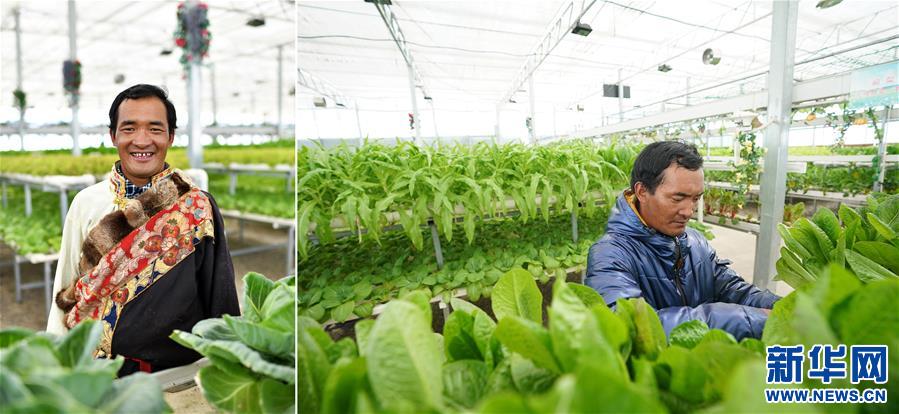 (脫貧攻堅·圖片故事)(8)雪域高原脫貧影像志