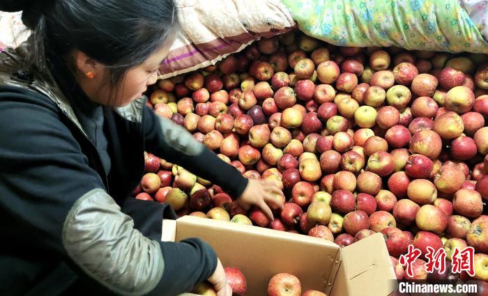 圖為通麥村村民巴桑拉姆精心挑選蘋果進行裝箱?！∝暽＠?攝